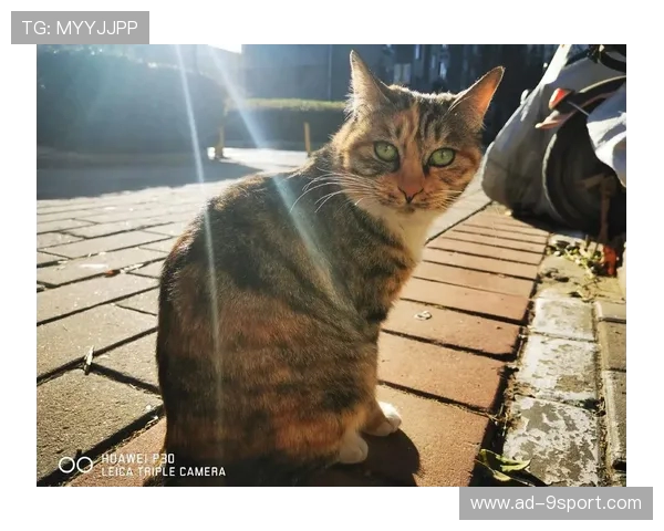 《猫咪背水一战全新挑战开启 勇敢小猫决战重重困难赢得胜利》